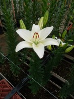 [5128 Pagani VZ No01.JPG]